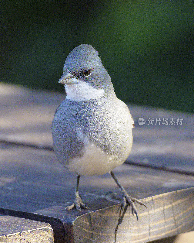 一只迪卡·芬奇(Diuca Finch)在野餐桌旁觅食